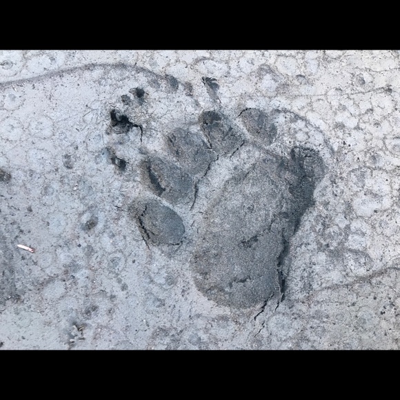 Meet your Posher, Olivia - Picture 1 of 1